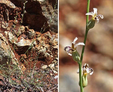 Streptanthus barbiger