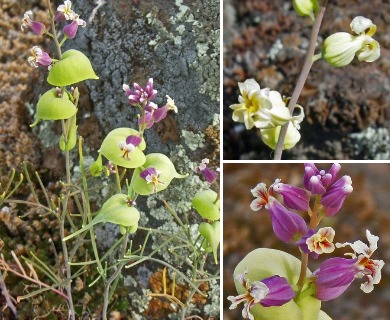 Streptanthus diversifolius