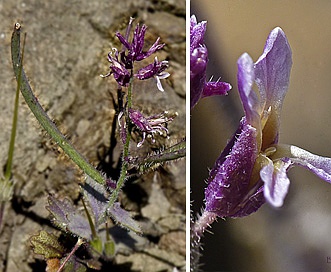 Streptanthus hispidus