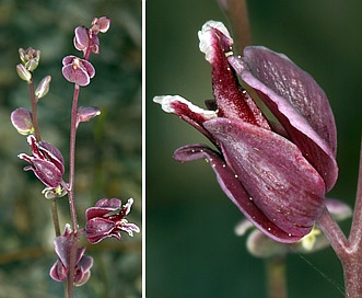 Streptanthus polygaloides