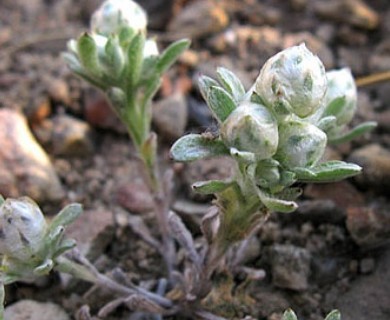 Stylocline gnaphalioides