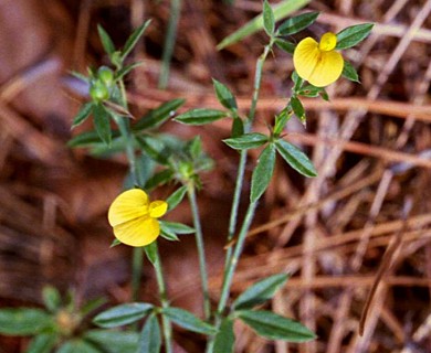 Stylosanthes biflora