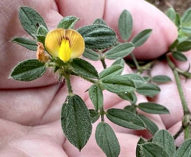Stylosanthes viscosa