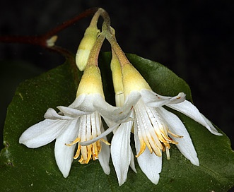 Styrax redivivus