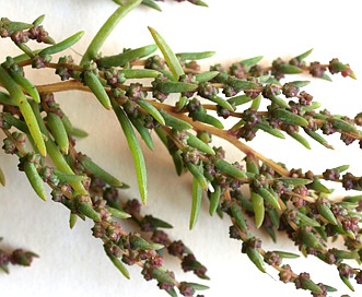 Suaeda linearis