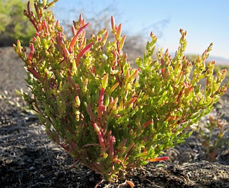 Suaeda occidentalis