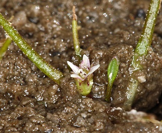 Subularia aquatica