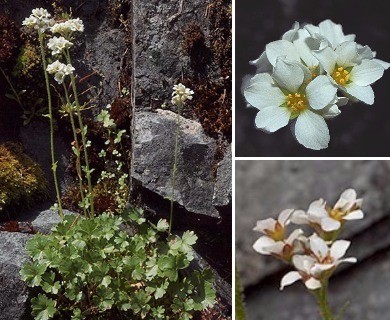 Suksdorfia ranunculifolia