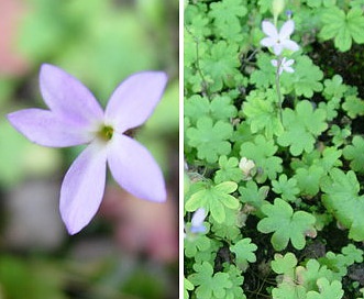 Suksdorfia violacea