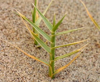 Swallenia alexandrae