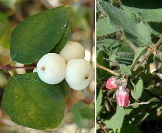 Symphoricarpos mollis