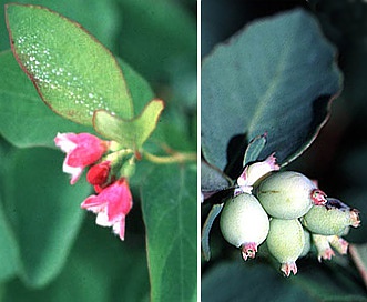 Symphoricarpos occidentalis