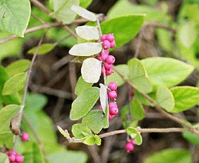 Symphoricarpos orbiculatus