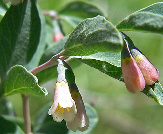 Symphoricarpos oreophilus