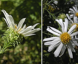 Symphyotrichum anomalum