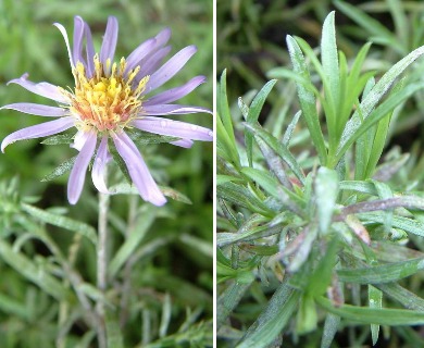 Symphyotrichum anticostense