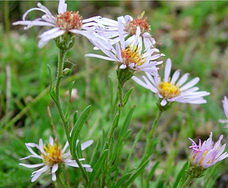 Symphyotrichum ascendens