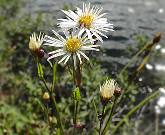 Symphyotrichum boreale