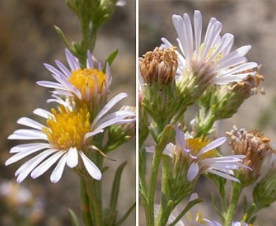 Symphyotrichum bracteolatum