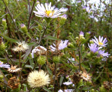 Symphyotrichum chilense