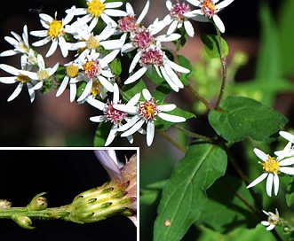 Symphyotrichum cordifolium