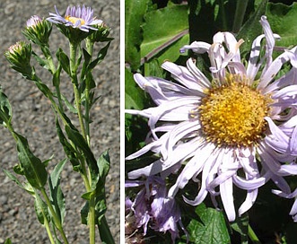 Symphyotrichum cusickii