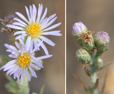 Symphyotrichum defoliatum