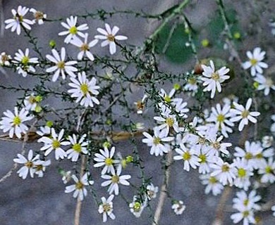 Symphyotrichum drummondii