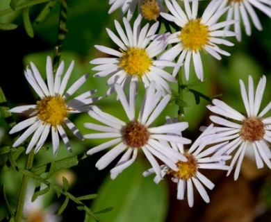 Symphyotrichum dumosum