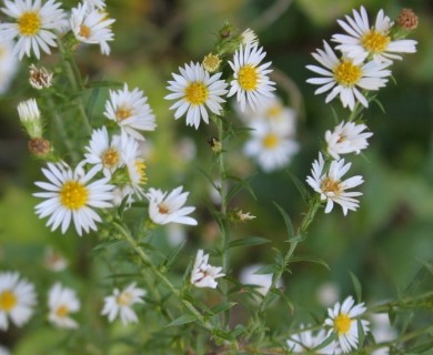 Symphyotrichum ericoides