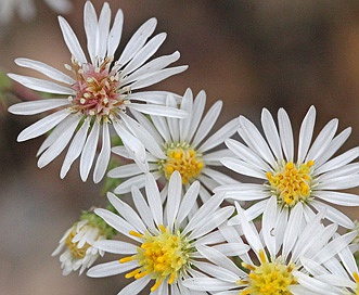 Symphyotrichum falcatum