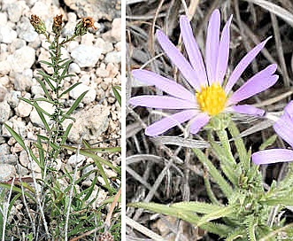 Symphyotrichum fendleri