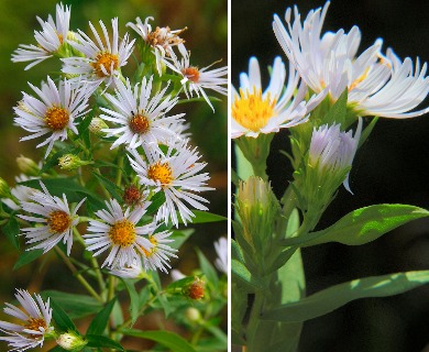 Symphyotrichum firmum