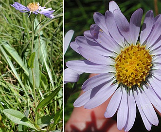 Symphyotrichum foliaceum