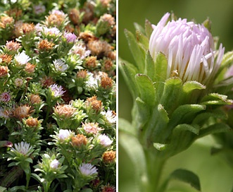 Symphyotrichum frondosum