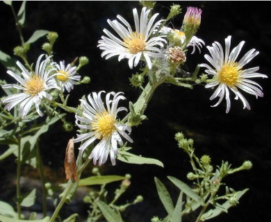 Symphyotrichum greatae