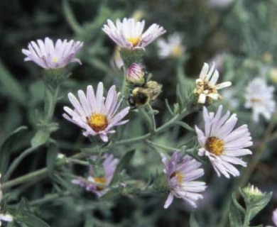 Symphyotrichum jessicae