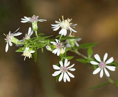 Symphyotrichum lateriflorum