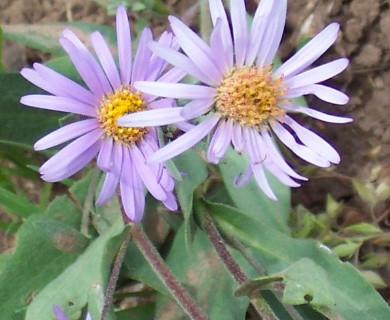 Symphyotrichum molle