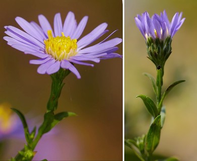 Symphyotrichum novi-belgii