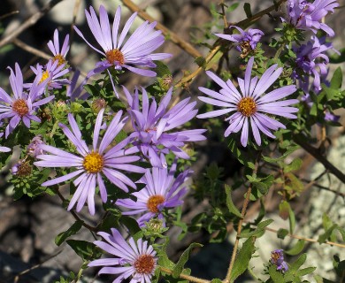 Symphyotrichum oblongifolium