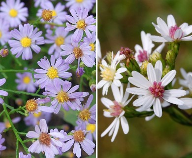 Symphyotrichum oolentangiense