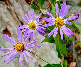 Symphyotrichum patens