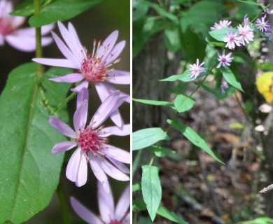 Symphyotrichum phlogifolium