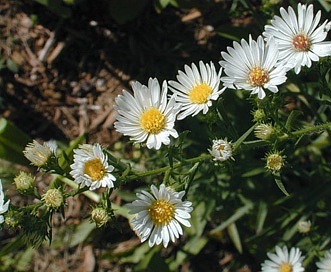 Symphyotrichum pilosum