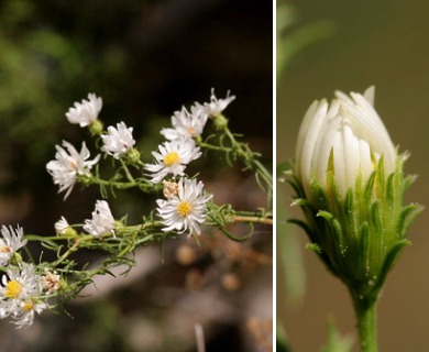 Symphyotrichum porteri