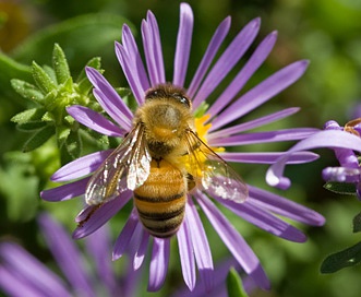 Symphyotrichum pratense