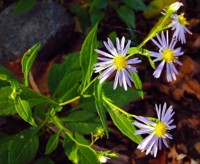 Symphyotrichum prenanthoides