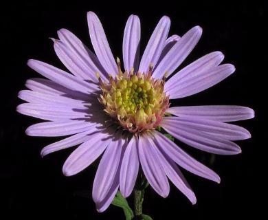 Symphyotrichum retroflexum