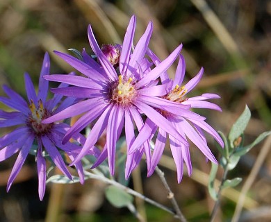 Symphyotrichum sericeum